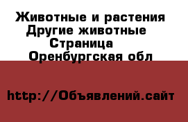 Животные и растения Другие животные - Страница 3 . Оренбургская обл.